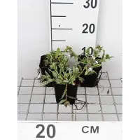 GRDplanten 6x Pulmonaria - Pulmonaria hybr. 'Opal' | 9x9 cm pot