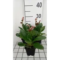 GRDplanten 6x Schoenlappersplant - Bergenia hybr. 'Dragonfly Angel Kiss' | 9x9 cm pot