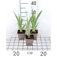 GRDplanten 6x Baardiris - Iris (germ.) 'White Knight' | 9x9 cm pot