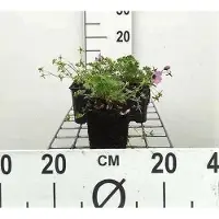 GRDplanten 6x Ooievaarsbek - Geranium cin. 'Ballerina' | 9x9 cm pot