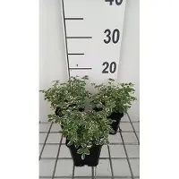 GRDplanten 6x Sanguisorba - Sanguisorba hybr. 'Little Angel' | 9x9 cm pot