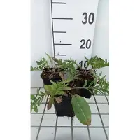 GRDplanten 6x Korenbloem - Centaurea atropurpurea | 9x9 cm pot