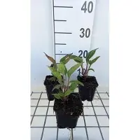 GRDplanten 6x Zonnehoed - Echinacea purp. Delicious Candy' | pot 9 x 9 cm