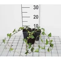 GRDplanten 12x Gewone Klimop - Hedera helix | 9x9 cm pot