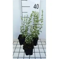 GRDplanten 6x Steentijm - Calamintha nep. 'White Cloud' | 9x9 cm pot