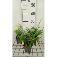 GRDplanten 6x Christvarenm - Polystichum acrostichoides | 9x9 cm pot