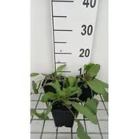 GRDplanten 6x Veldsalie - Salvia prat. 'Twilight Serenade' | 9x9 cm pot