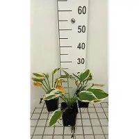 GRDplanten 6x Funkia - Hosta hybr. 'Minute Man' | 9x9 cm pot