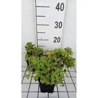 GRDplanten 6x Klokje - Campanula lact. 'White Pouffe' | 9x9 cm pot