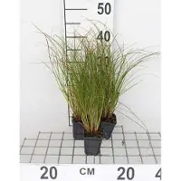 GRDplanten 6x Oranjezegge - Test de Carex. Prairie Fire' | 9x9 cm pot