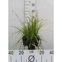 GRDplanten 6 x Carex osh. 'J.S. Greenwell' - Japanse zegge 'J.S. Greenwell' - pot 9 x 9 cm