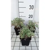 GRDplanten 6x Margriet - Tanacetum niveum 'Jackpot' | 9x9 cm pot