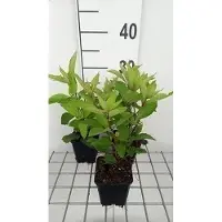 GRDplanten 6x Leverkruid - Eupatorium mac. 'Glutball' | 9x9 cm pot