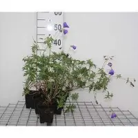 GRDplanten 6x Ooievaarsbek - Geranium hybr. 'Orion' | 9x9 cm pot