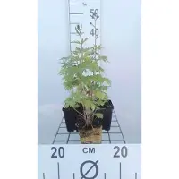 GRDplanten 6x Ridderspoor - Delphinium (p) 'Black Knight' | 9x9 cm pot