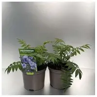 GRDplanten 6x Jakobsladder - Polemonium caer. 'Heaven Scent' | 9x9 cm pot