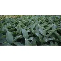 GRDplanten 6x Hartlelie - Hosta hybr. 'Flemish Sky' | 9x9 cm pot