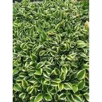 GRDplanten 6x Funkia - Hosta hybr. 'Twilight' | 9x9 cm pot