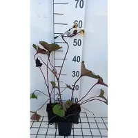 GRDplanten 6x Grijsaard - Ligularia dent. 'Desdemona' | 9x9 cm pot