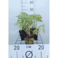 GRDplanten 6x Ridderspoor - Delphinium (p) 'Astolat' | 9x9 cm pot