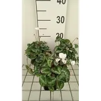 GRDplanten 6x Alpenviooltje - Cyclamen hed. 'White Pearls' | 9x9 cm pot