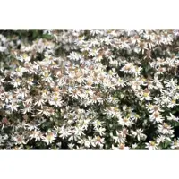 GRDplanten 6x Aster - Aster divaricatus | 9x9 cm pot