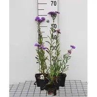GRDplanten 6x Fijnstraal - Erigeron hybr. Azure Beauty' | 9x9 cm pot
