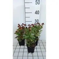 GRDplanten 6x Zonnekruid - Helenium hybr. 'Red Jewel' | 9x9 cm pot