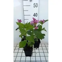 GRDplanten 6x Schildpadbloem - Chelone obliqua | 9x9 cm pot