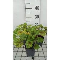 GRDplanten 6x Purperklokje - Heuchera hybr. 'Electra' | 9x9 cm pot