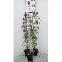 GRDplanten 6x Bergamotplant - Monarda fist. 'Menthifolia' | 9x9 cm pot