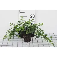 GRDplanten 12 x Vinca minor - Kleine wintergroen - pot 9 cm x 9 cm