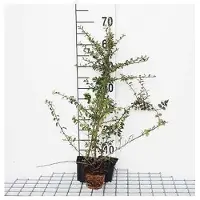 GRDplanten 12x Dwergmispel - Cotoneaster radicans 'Eichholz' | 9x9 cm pot