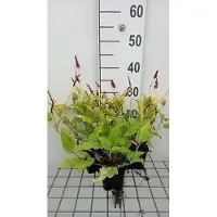 GRDplanten 6x Duizenknoop - Persicaria ampl. 'Golden Arrow' | 9x9 cm pot