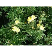 GRDplanten 6x Zonneroosje - Helianthemum hybr. 'Sulph. Plenum' | 9x9 cm pot