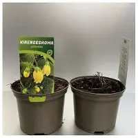GRDplanten 6x Japanse wasbloem - Kirengeshoma palmata | 9x9 cm pot