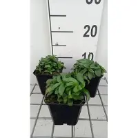 GRDplanten 6x Ooievaarsbek - Gentiana sept. 'Lagodechiana' | 9x9 cm pot
