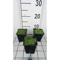 GRDplanten 6x Middagbloempje - Delosperma congestum 'Album' | 9x9 cm pot