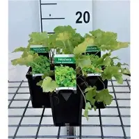 GRDplanten 6x Purperklokje - Heuchera hybr. 'Lime Marmalade' | 9x9 cm pot