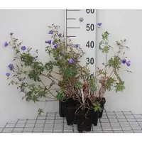 GRDplanten 6x Ooievaarsbek - Geranium hybr. 'Brookside' | 9x9 cm pot