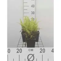 GRDplanten 6x Adelaarsvaren - Pteridium aquilinum | 9x9 cm pot