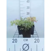 GRDplanten 6x Elfenbloem - Epimedium grandiflorum | 9x9 cm pot