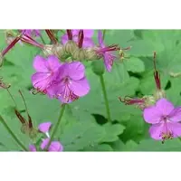 Brandless 6x Ooievaarsbek - Geranium macrorrhizum | 9x9 cm pot