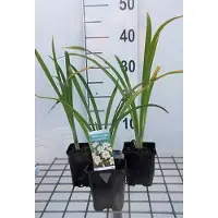 GRDplanten 6x Daglelie - Hemerocallis hybr. 'Arctic Snow' | 9x9 cm pot