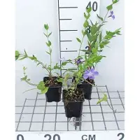 GRDplanten 12x Maagdenpalm - Vinca difformis ( acutiloba) | 9x9 cm pot
