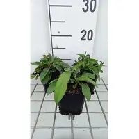 GRDplanten 6x Succisa - Succisa pratensis | 9x9 cm pot