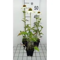 GRDplanten 6x Zonnehoed - Echinacea purp. Pow Wow White' | 9x9 cm pot