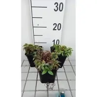 GRDplanten 6x gele dovenetel - Lamiastrum gal. 'Herman's Pride' | pot 9 x 9 cm