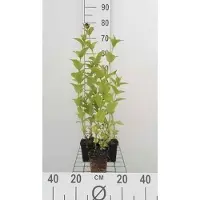 GRDplanten 6x Kattekruid - Nepeta subsessilis | 9x9 cm pot