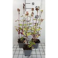 GRDplanten 6x Zeepkruid - Saponaria off. 'Alba Plena' | 9x9 cm pot
